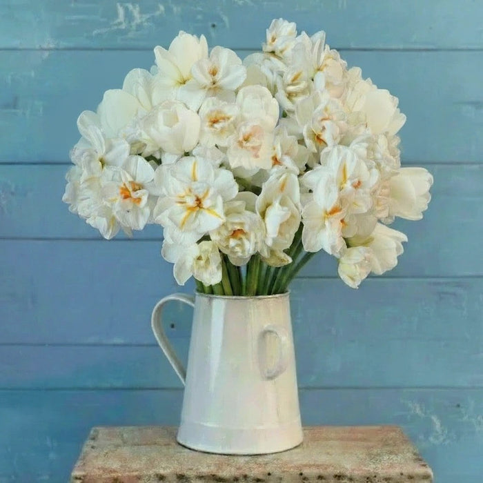Peach Lemonade, Daffodil & Tulip Mix Bulbs