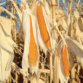 R997 Popcorn, (F1) Corn Seed