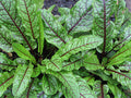 Red Veined Sorrel Seeds, Greens