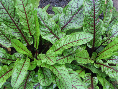 Red Veined Sorrel Seeds, Greens