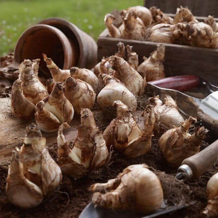 Replete, Daffodil Bulbs
