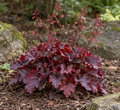 Ruby Bells, Coral Bells Seed