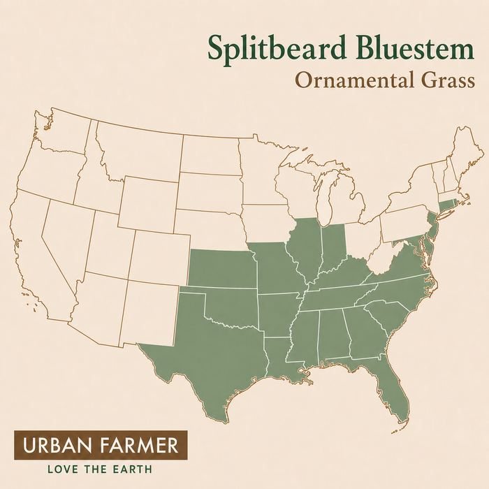 Splitbeard Bluestem, Ornamental Grass Seed