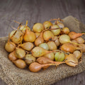 Stuttgarter Yellow, Onion Sets