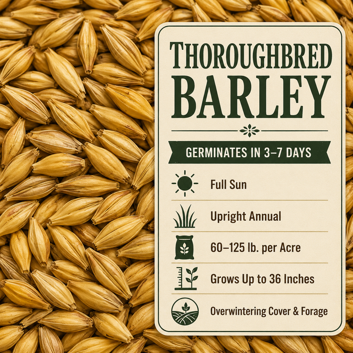 Thoroughbred Barley growing guide and seed
