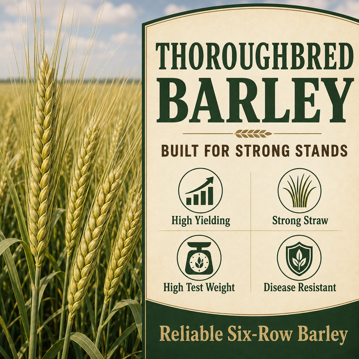 Thoroughbred Barley strong stand benefits