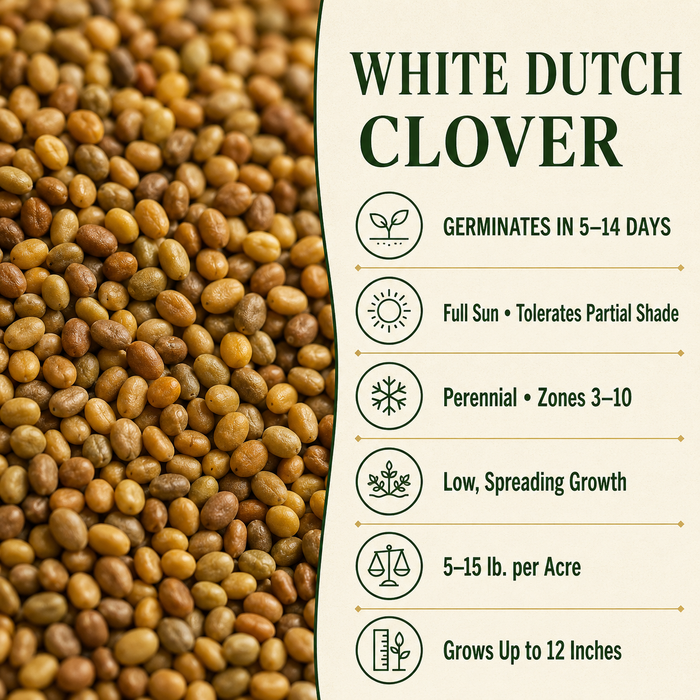 White Dutch Clover growing guide and seed